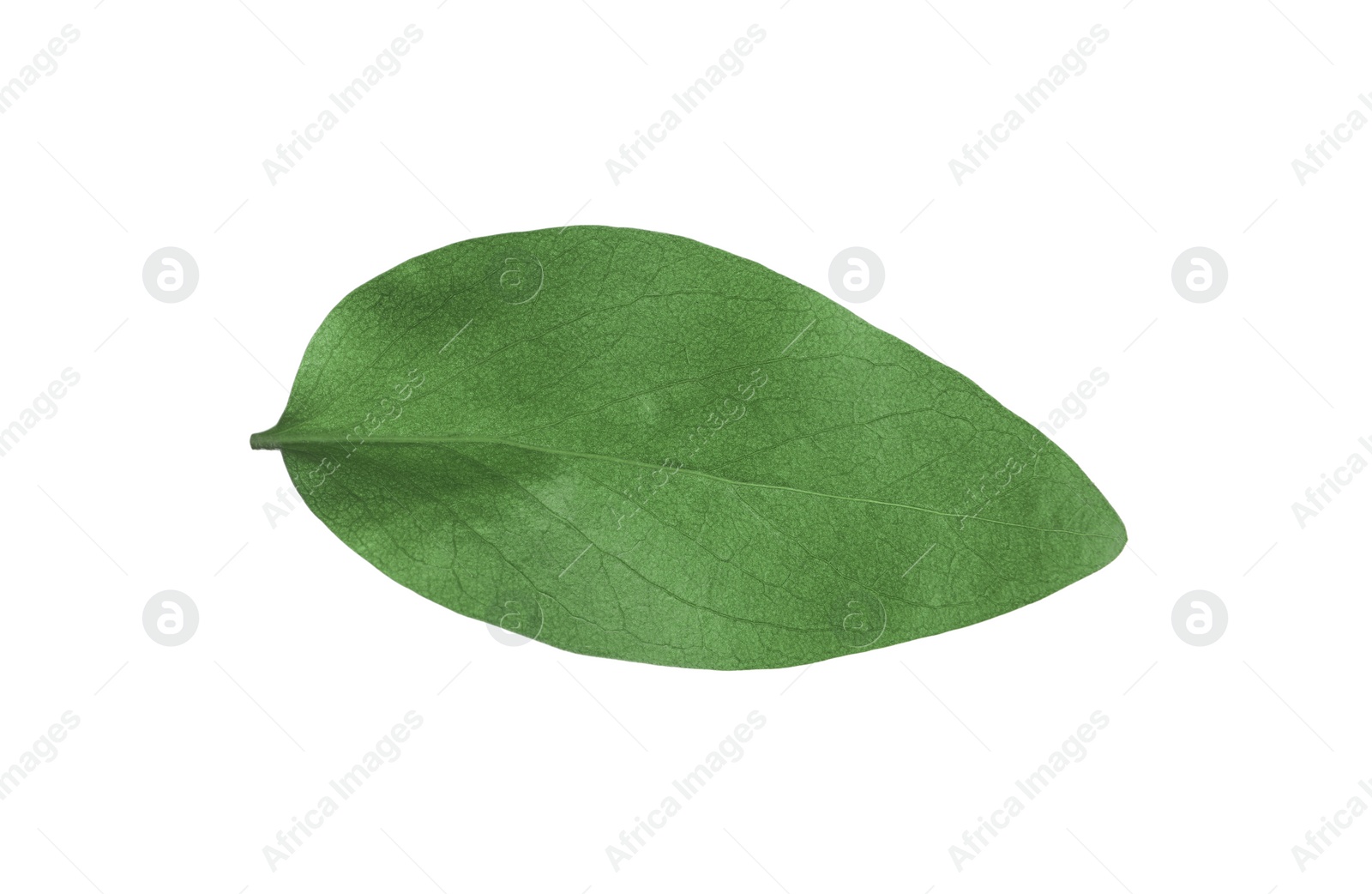 Photo of Green leaf of Ficus elastica plant isolated on white