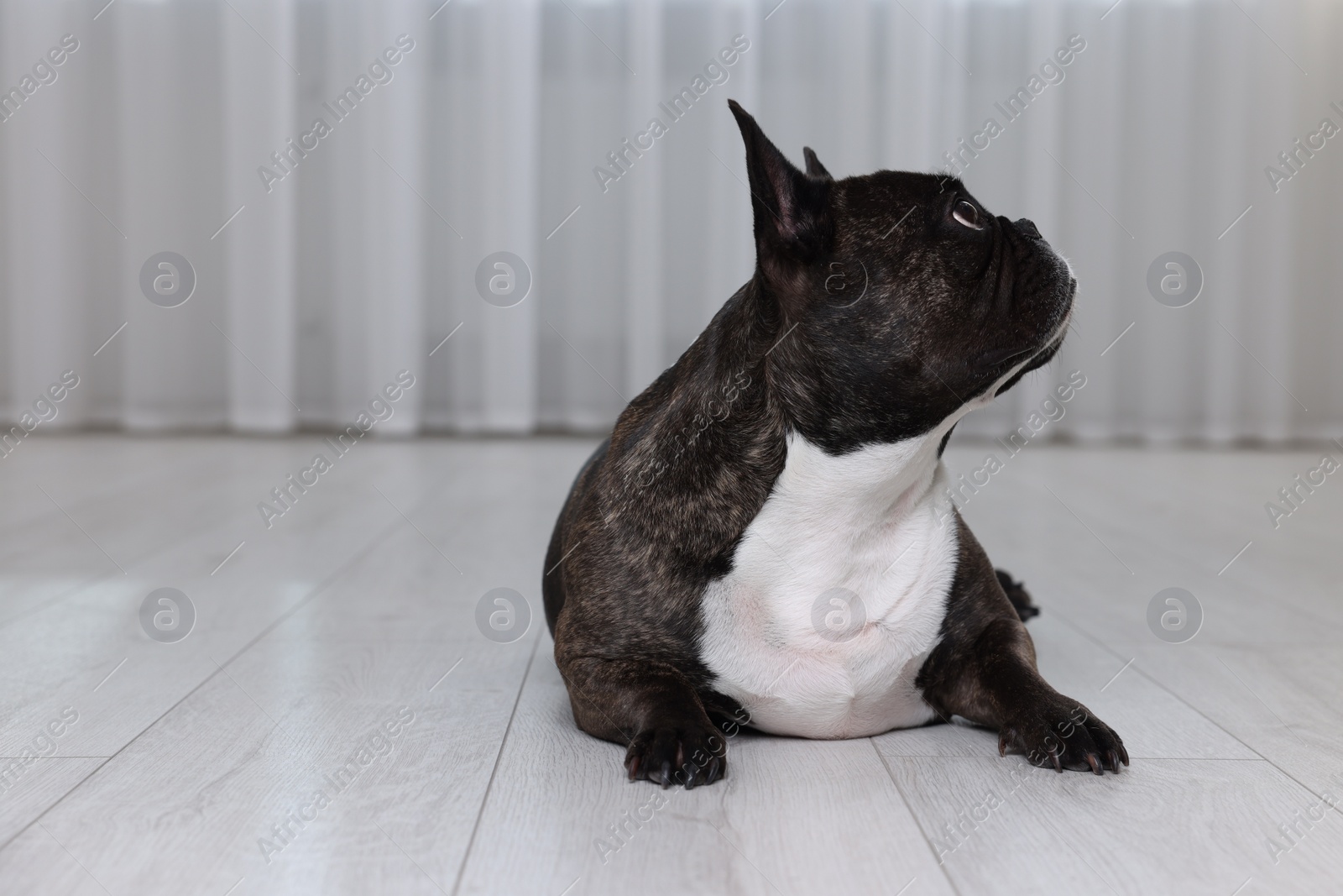 Photo of Adorable French Bulldog lying on floor indoors. Lovely pet