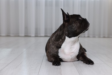 Adorable French Bulldog lying on floor indoors. Lovely pet