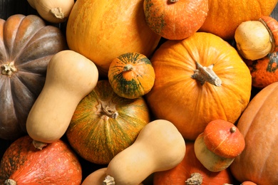 Many different pumpkins as background, closeup. Autumn holidays