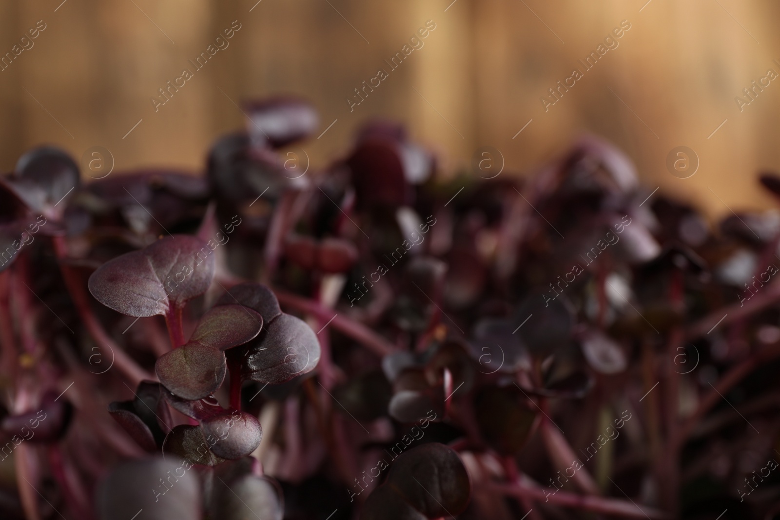 Photo of Fresh radish microgreens on blurred background, closeup