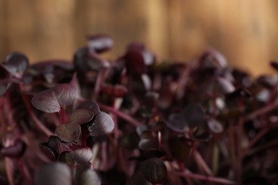 Fresh radish microgreens on blurred background, closeup