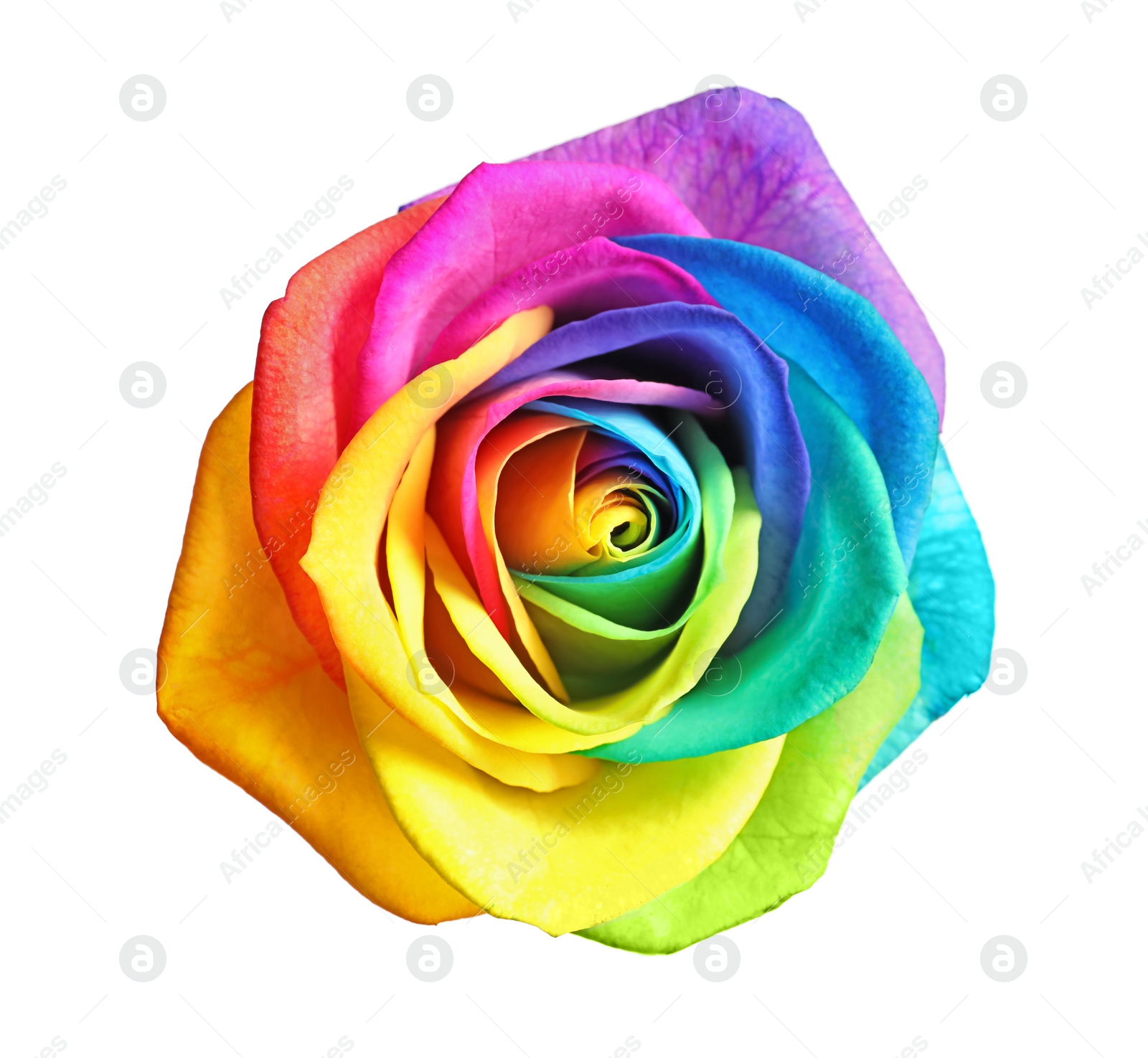 Photo of Amazing rainbow rose flower on white background