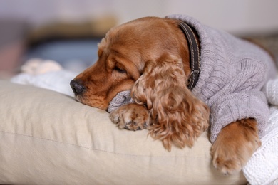 Photo of Cute Cocker Spaniel dog in knitted sweater lying on pillow at home. Warm and cozy winter