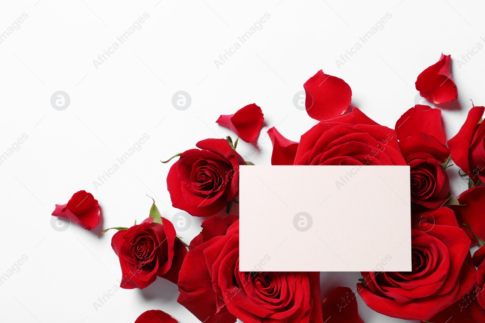 Photo of Blank card, beautiful red roses and petals on white background, flat lay. Space for text