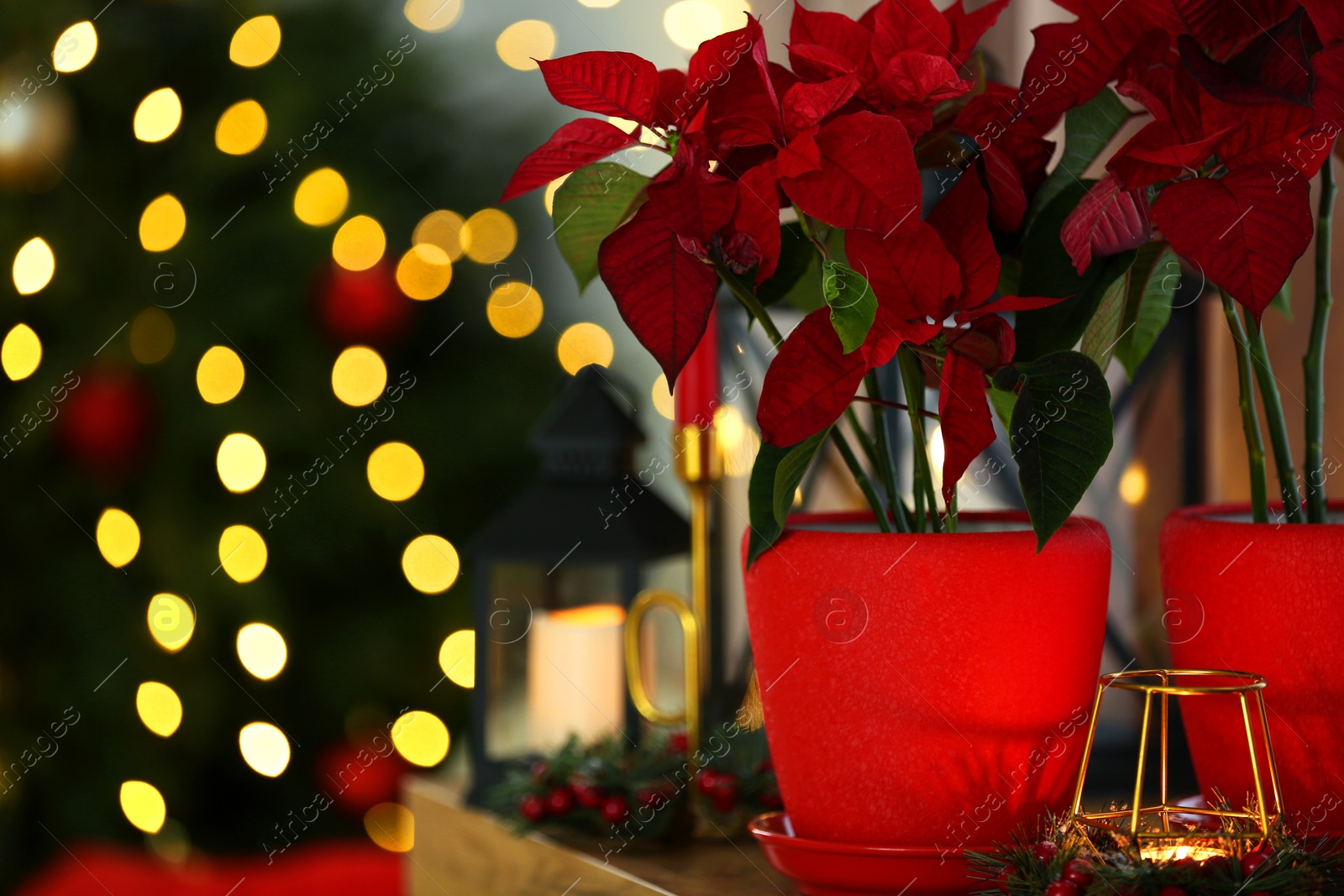 Photo of Potted poinsettias, burning candle and festive decor on dresser in room, closeup with space for text. Christmas traditional flower