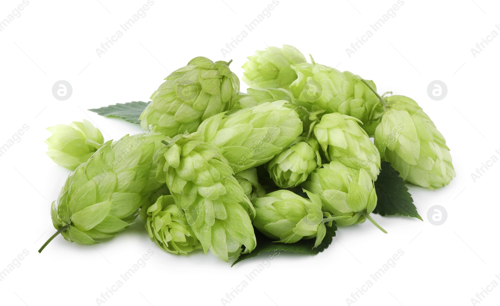 Photo of Pile of fresh green hops on white background