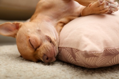 Photo of Chihuahua dog sleeping on pillow at home, closeup. Adorable pet