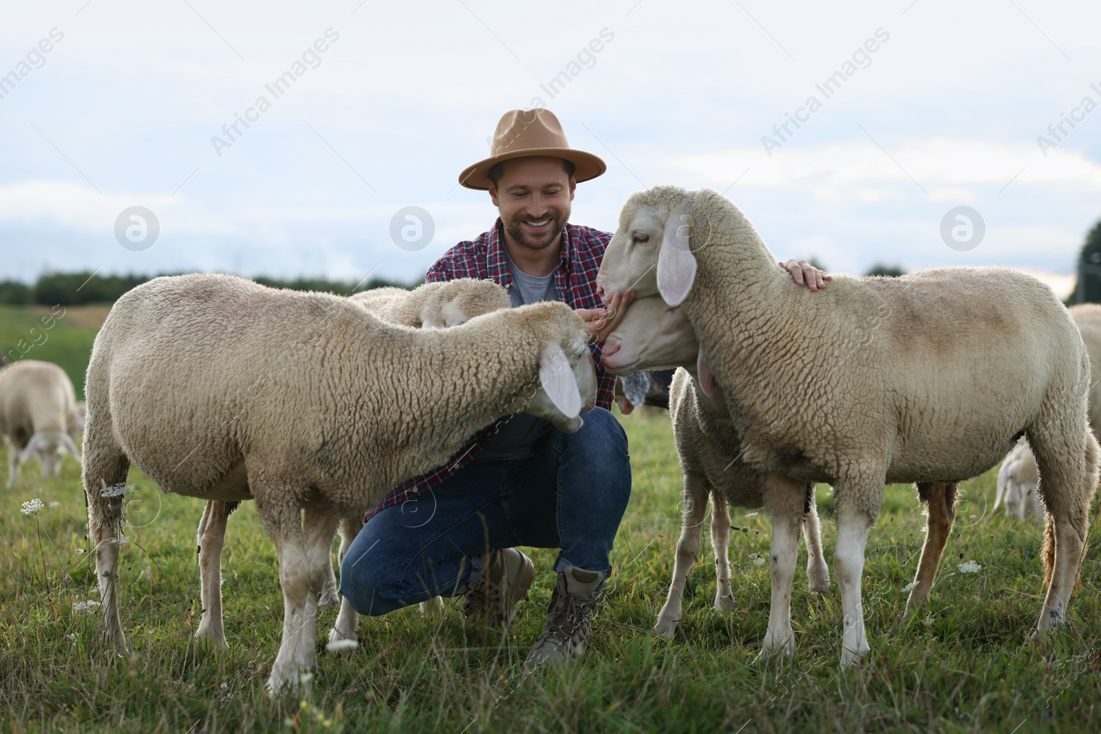 Photo of Smiling man feeding sheep on pasture at farm