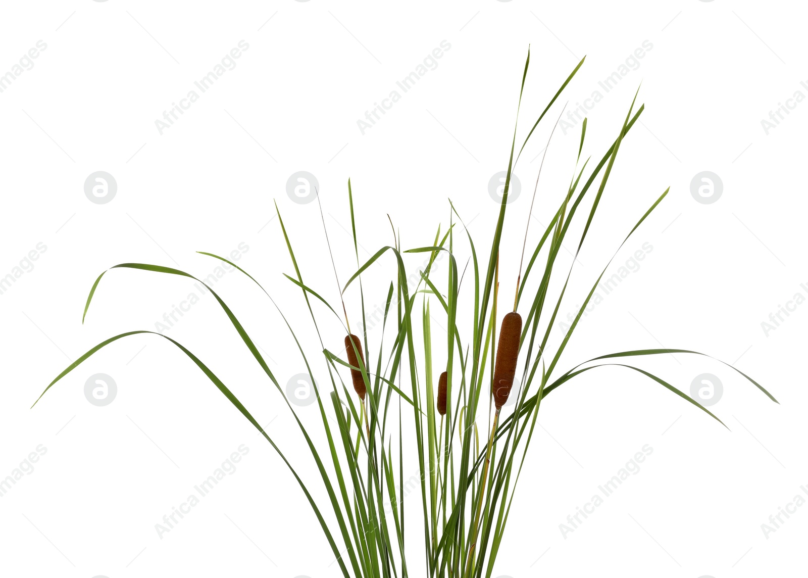 Photo of Beautiful reeds with catkins on white background