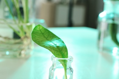 Photo of Green leaf in glassware on blurred background, closeup. Plant chemistry