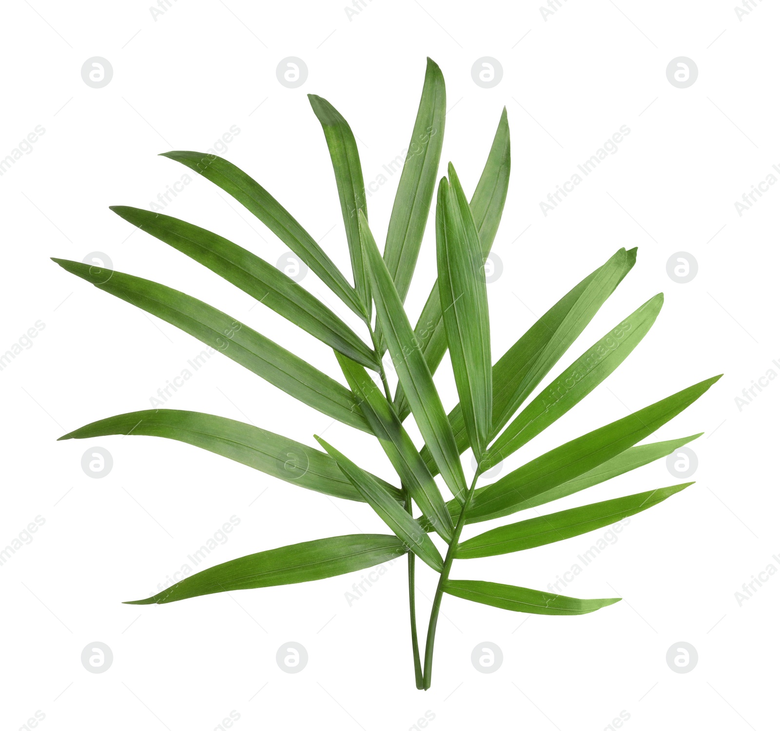 Photo of Beautiful green coconut leaves on white background