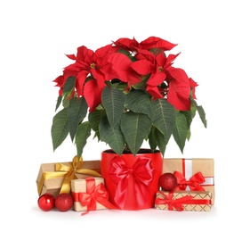 Pot with poinsettia (traditional Christmas flower) and gift boxes on white background