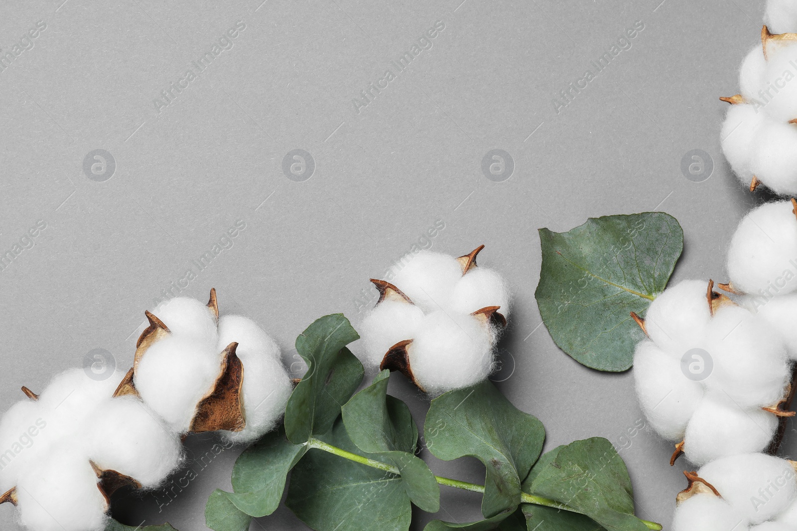 Photo of Cotton flowers and eucalyptus leaves on grey background, flat lay. Space for text