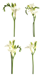 Set with beautiful fragrant freesia flowers on white background