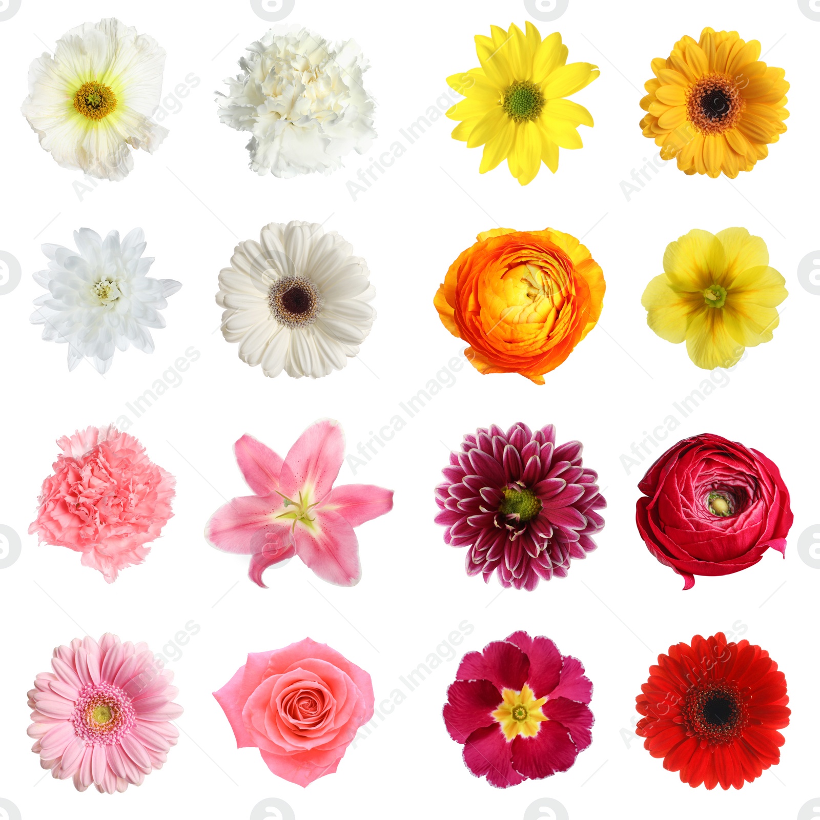 Image of Set of different beautiful flowers on white background