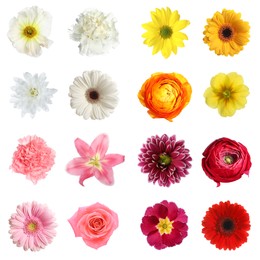 Image of Set of different beautiful flowers on white background