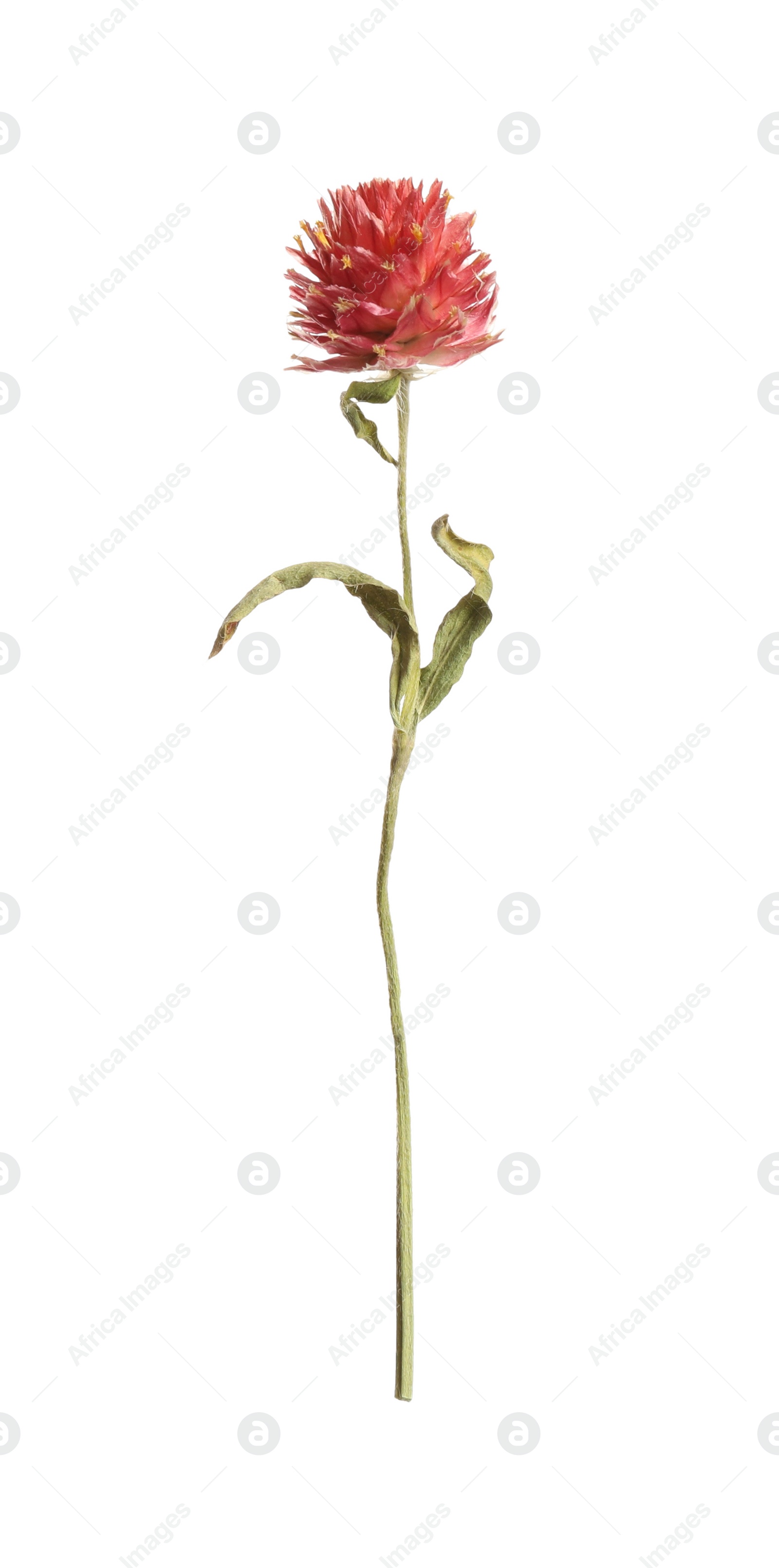 Photo of Beautiful red gomphrena flower isolated on white