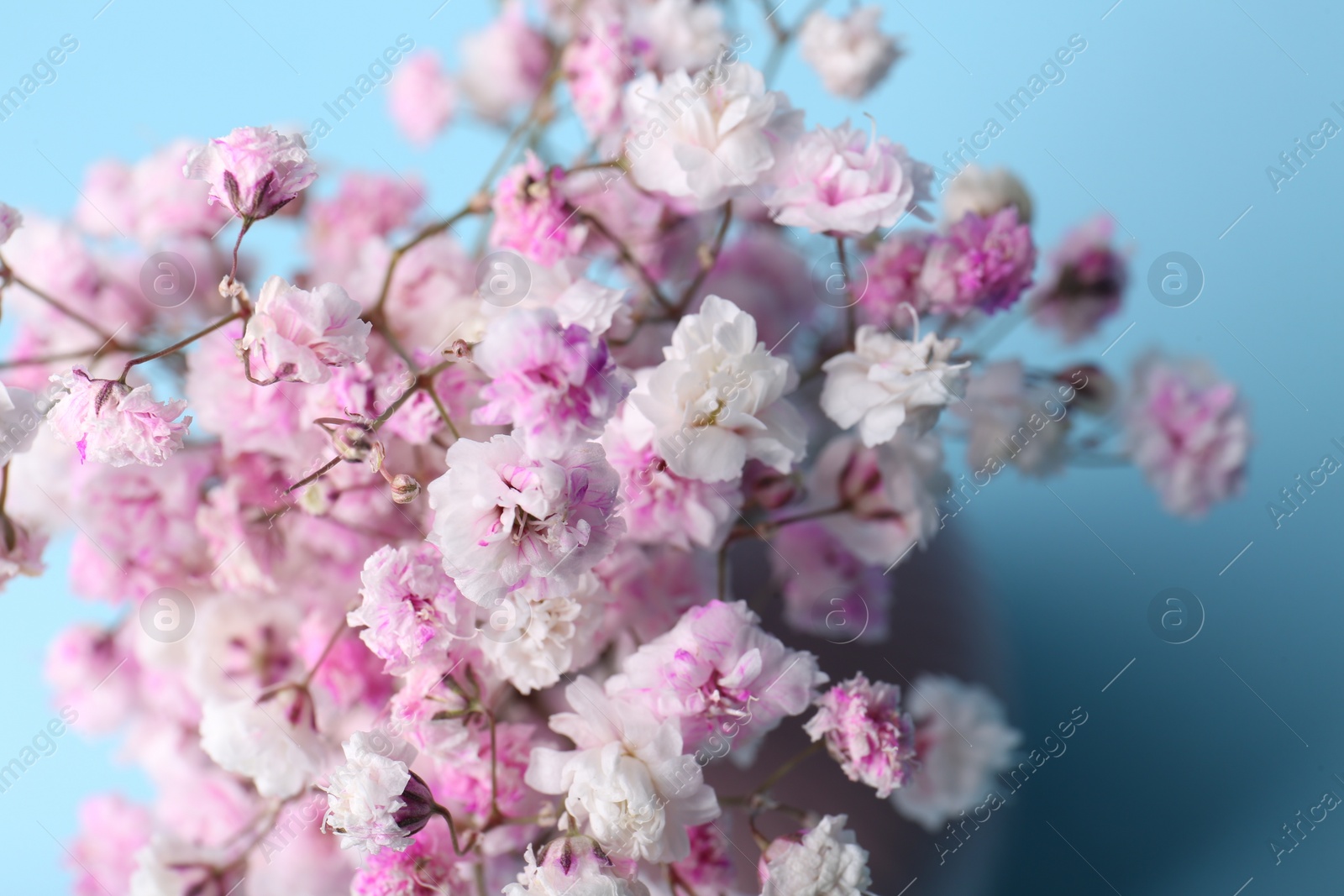 Photo of Beautiful dyed gypsophila flowers on light blue background, closeup