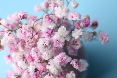 Photo of Beautiful dyed gypsophila flowers on light blue background, closeup