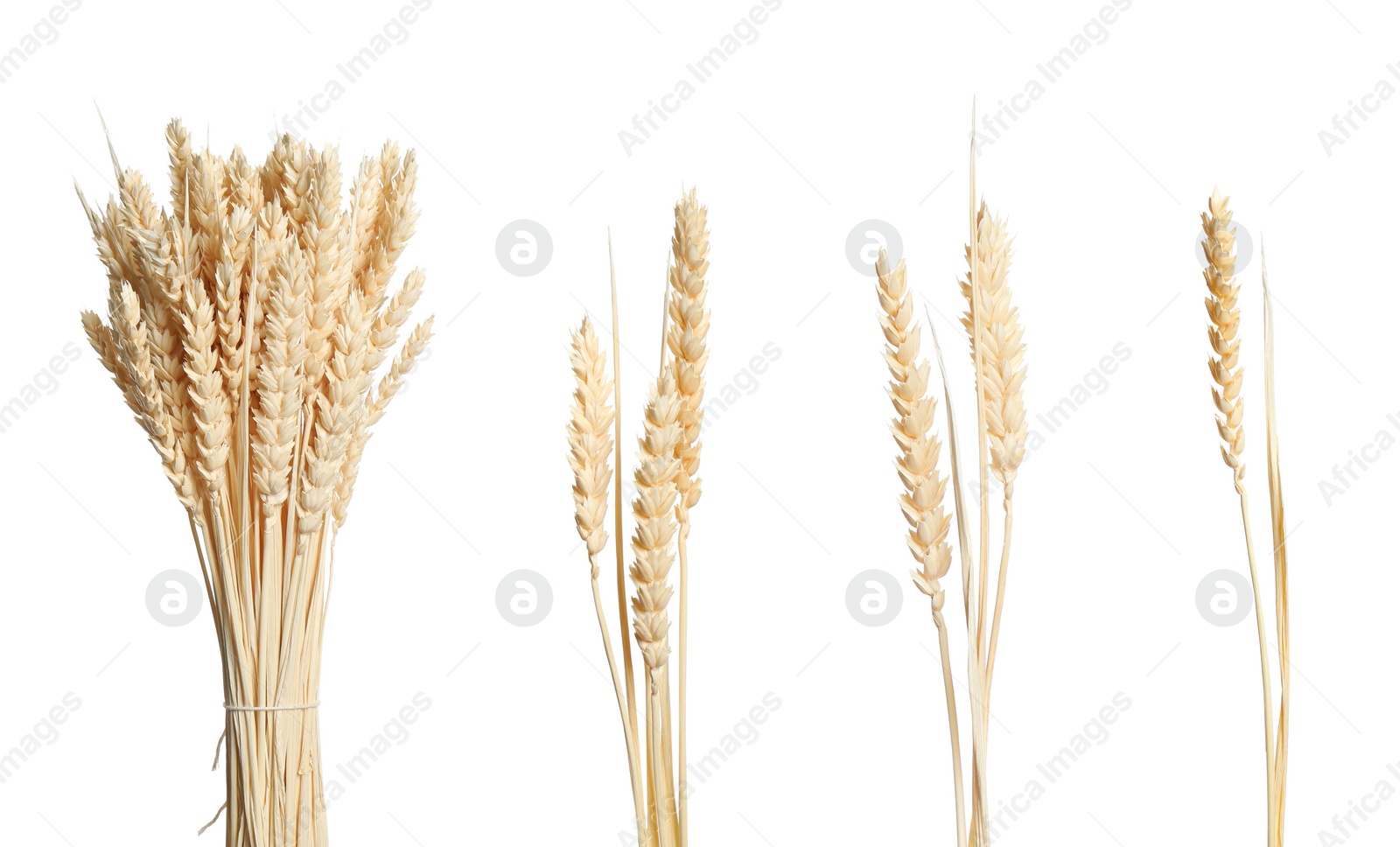 Image of Set with beautiful decorative dry flowers on white background, banner design 