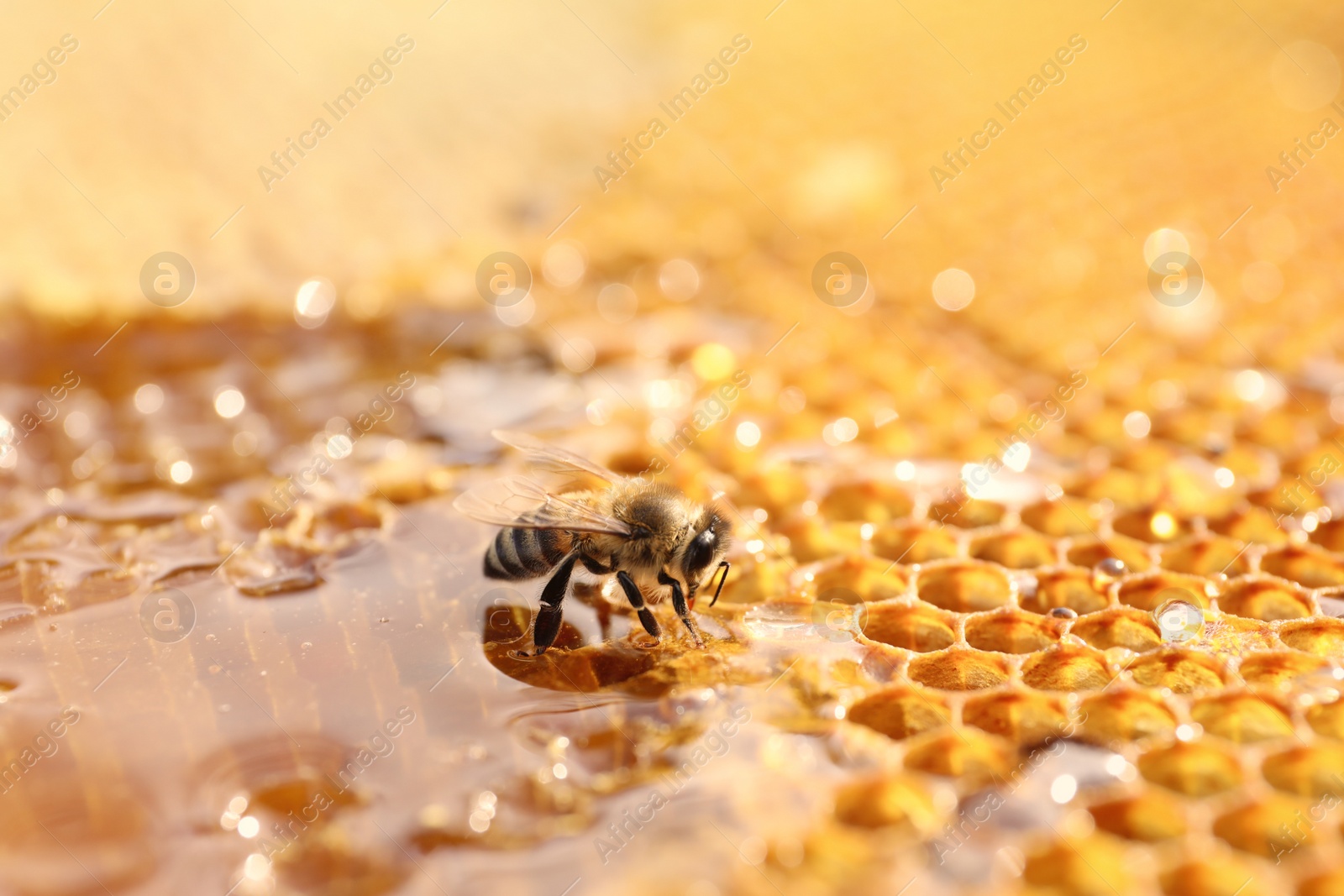 Photo of Closeup view of fresh honeycomb with bee