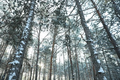 Photo of Beautiful forest covered with snow in winter