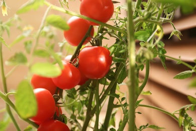 Photo of Tomato plant with ripe fruits on blurred background, closeup