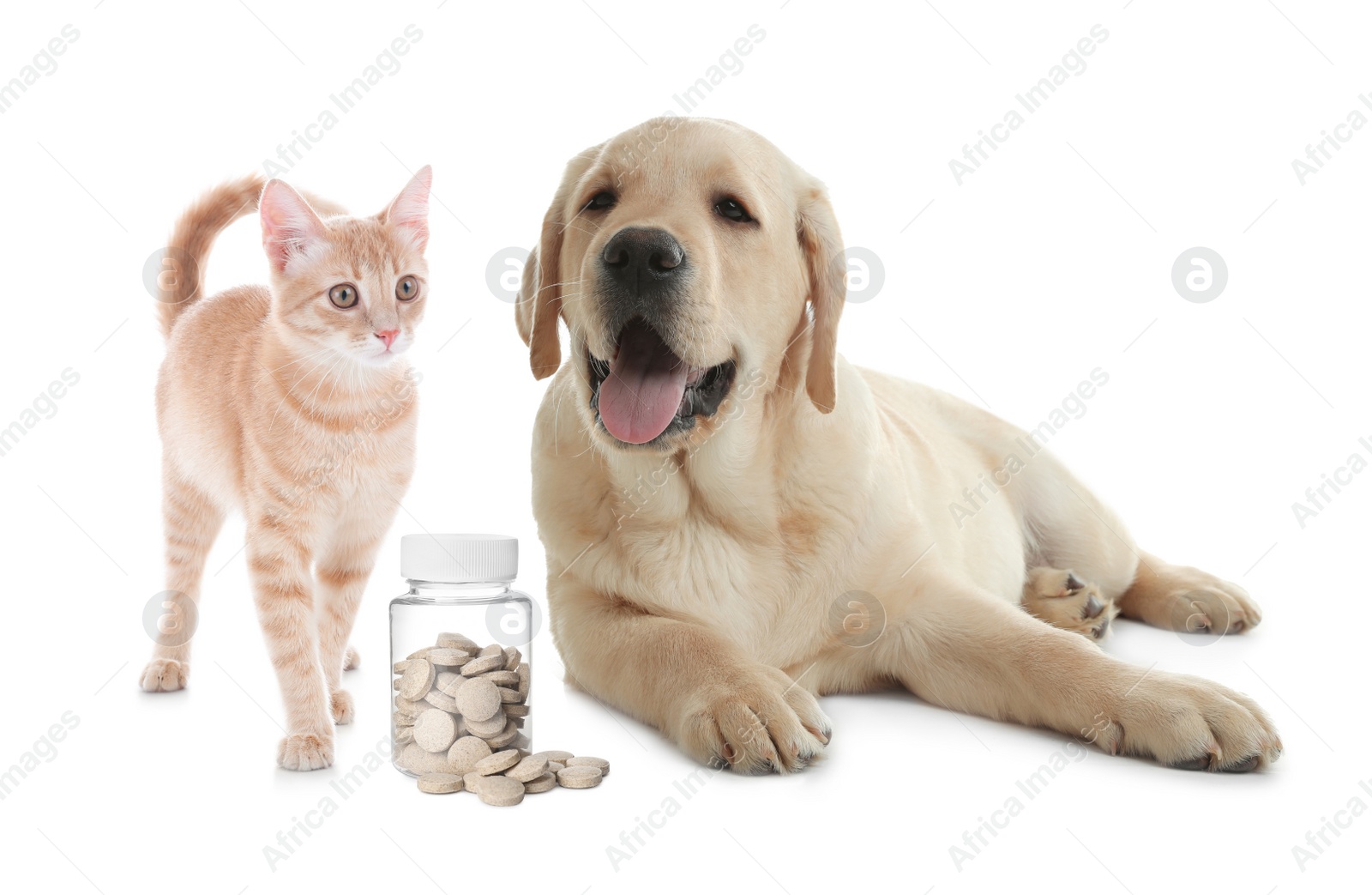 Image of Vitamins for pets. Cute dog with cat and pills on white background