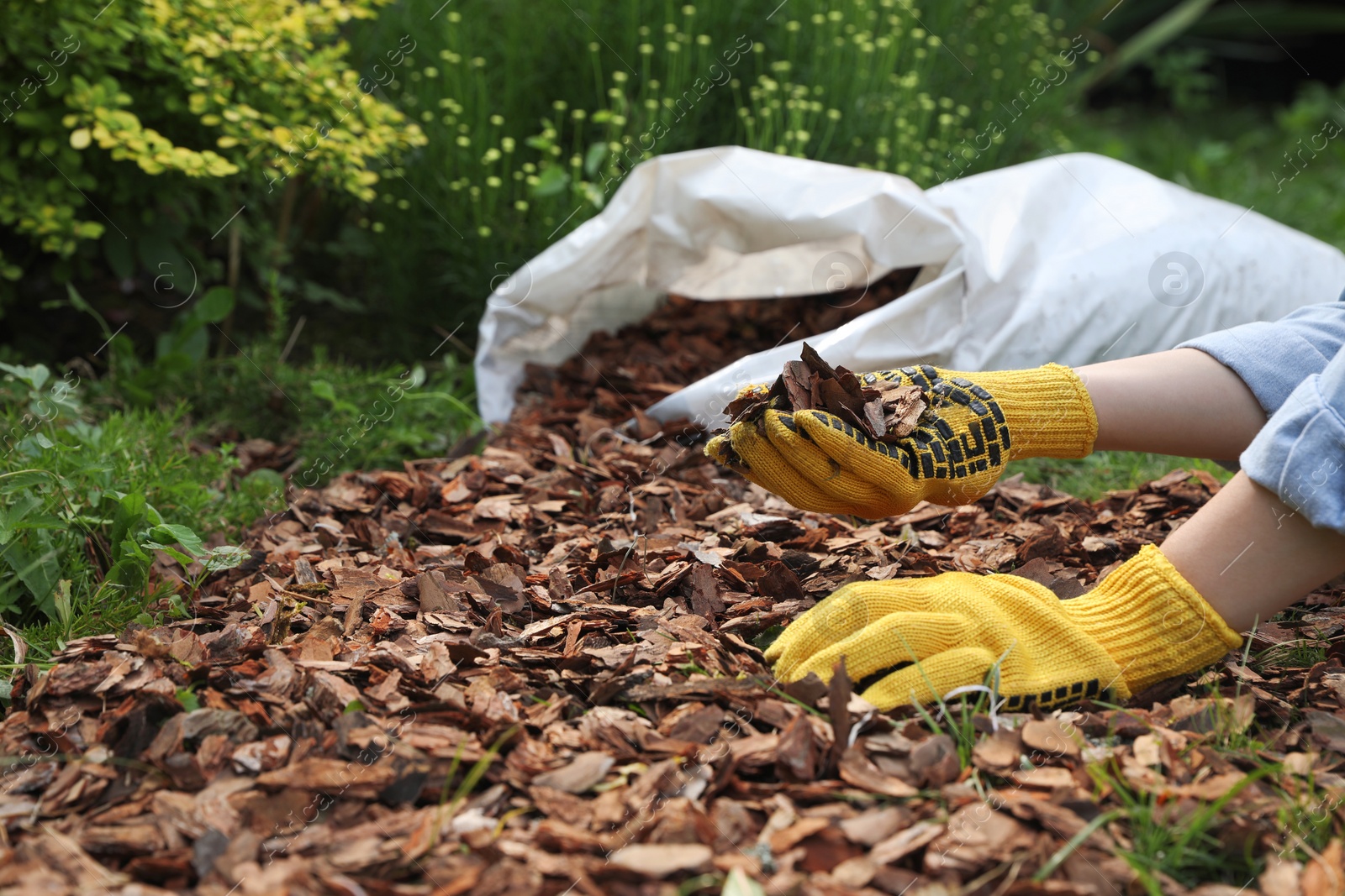 Photo of Woman mulching soil with bark chips in garden, closeup