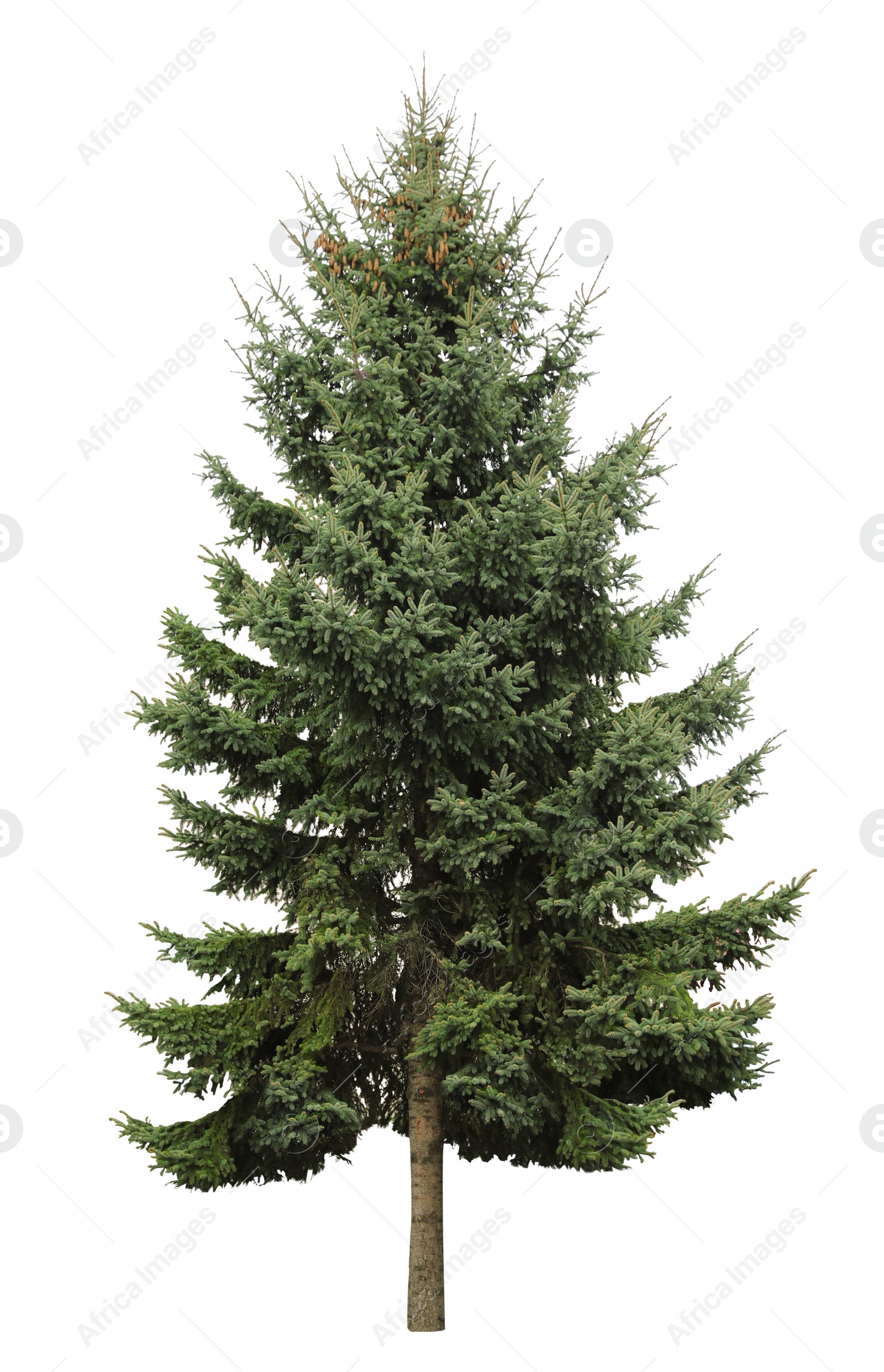 Image of Beautiful evergreen fir tree on white background