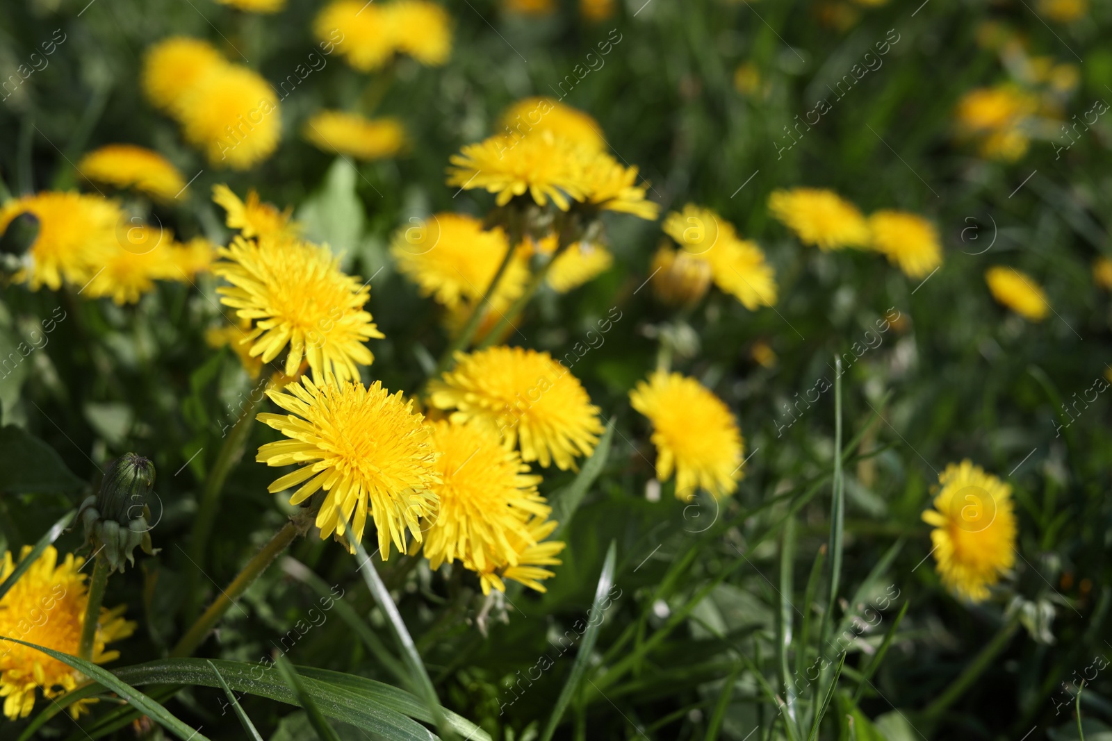 Photo of Beautiful bright yellow dandelions in green grass on sunny day, closeup