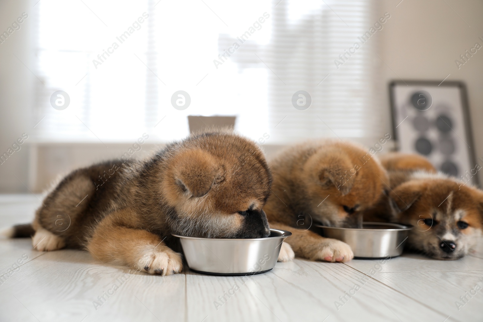 Photo of Adorable Akita Inu puppies eating from feeding bowls indoors