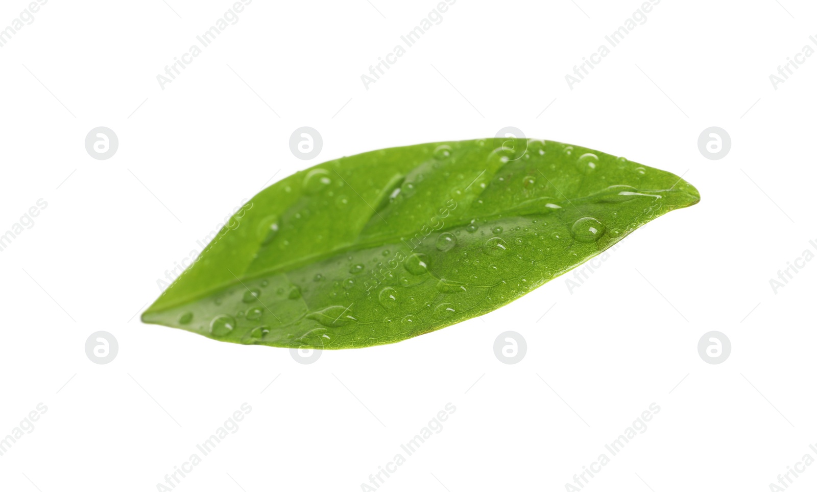 Photo of Fresh green coffee leaf with water drops isolated on white