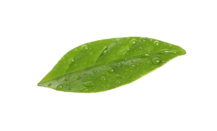 Photo of Fresh green coffee leaf with water drops isolated on white