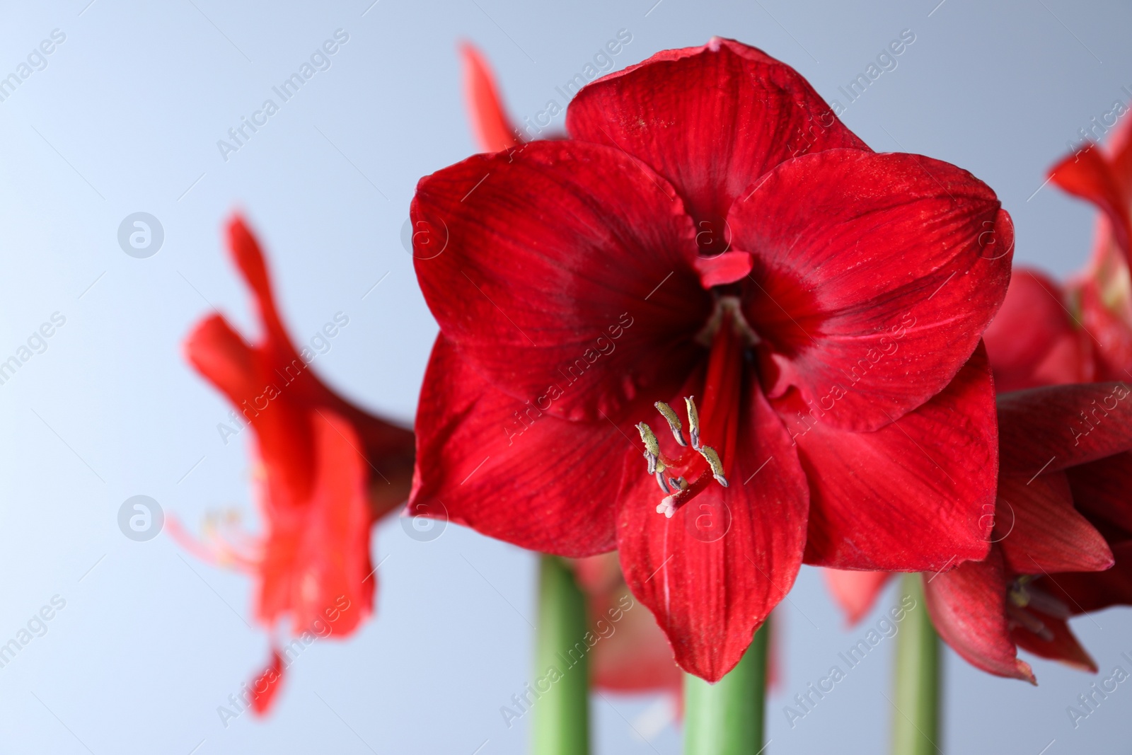 Photo of Beautiful red amaryllis flowers on light blue background, closeup