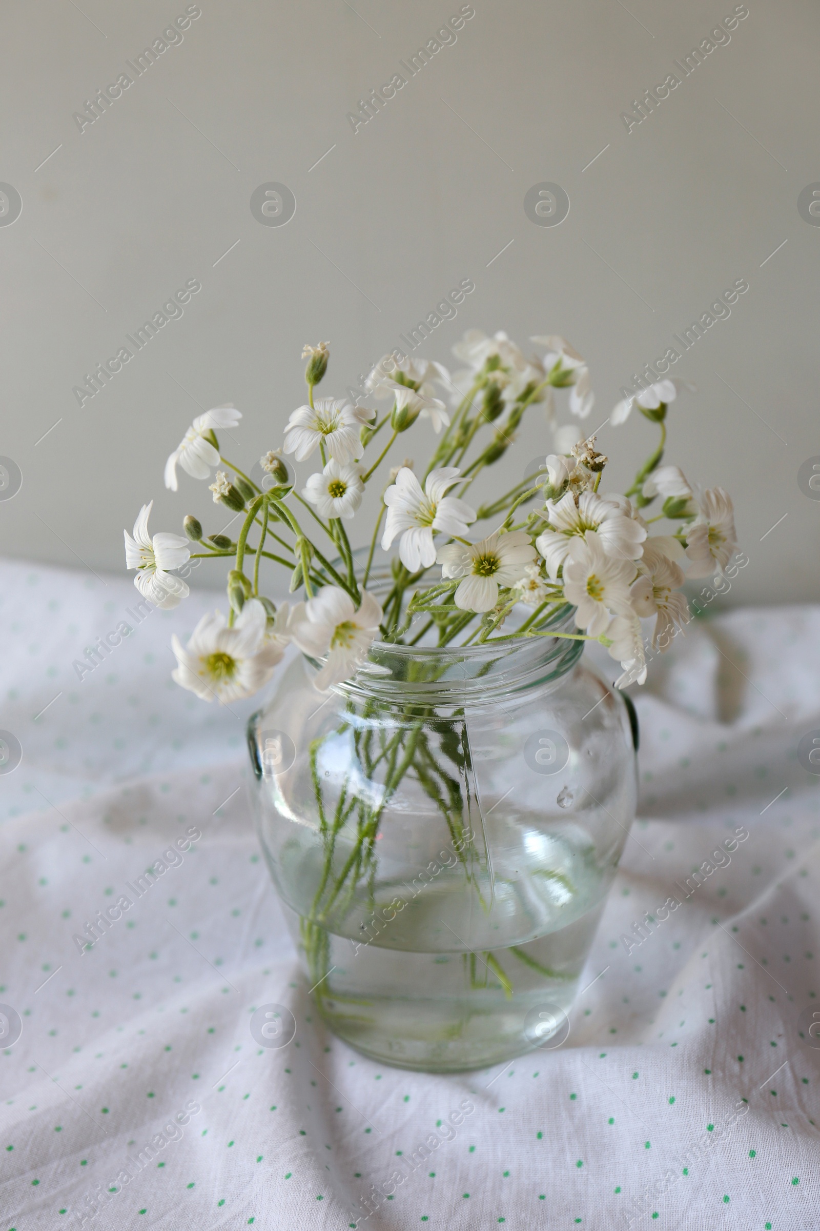 Photo of Bouquet of beautiful white snow-in-summer flowers in glass vase on fabric