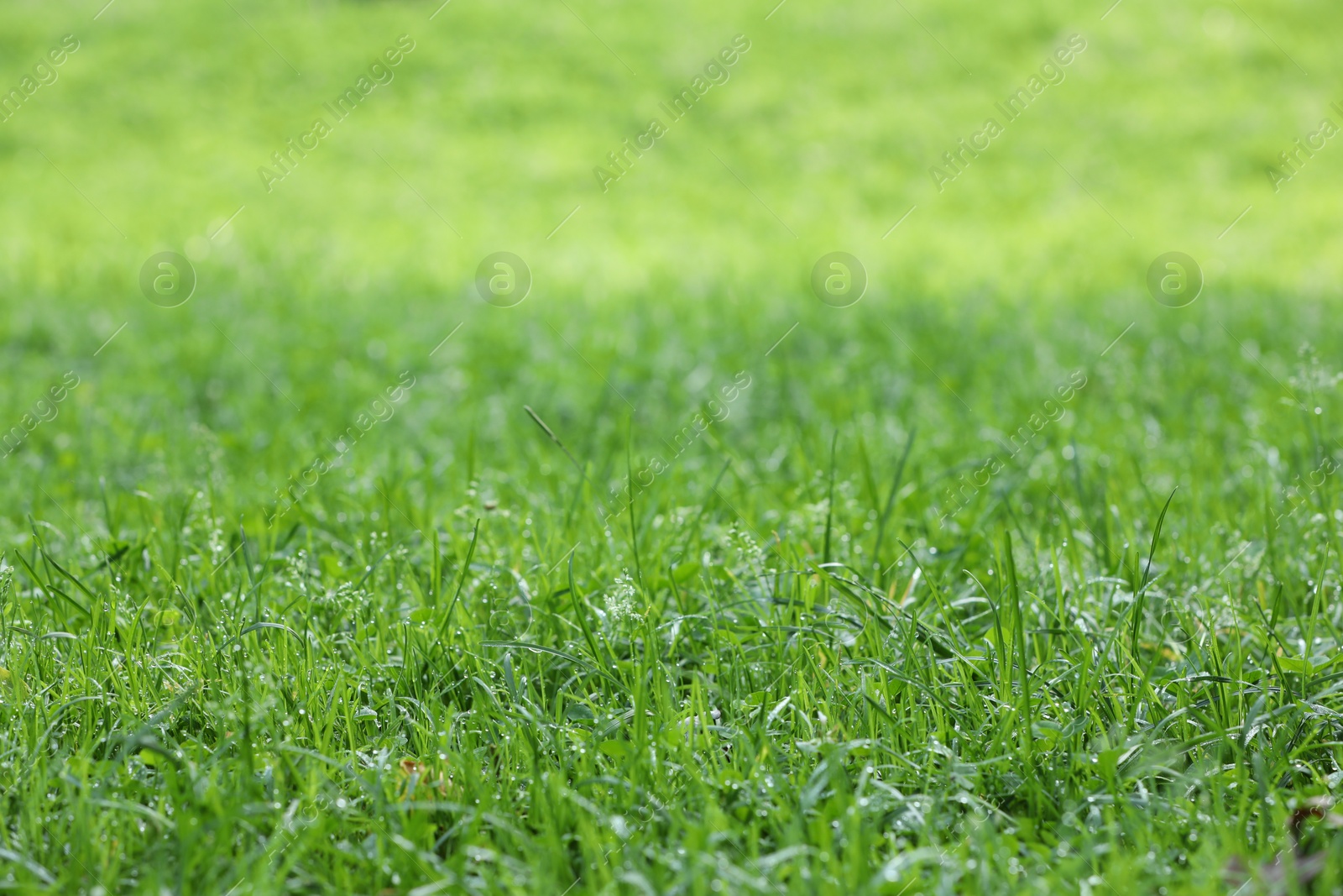 Photo of Fresh green grass with water drops growing outdoors in summer, closeup