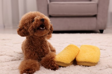 Photo of Cute Maltipoo dog near yellow slippers at home, space for text. Lovely pet