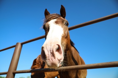 Photo of Chestnut horse at fence outdoors on sunny day, closeup. Beautiful pet