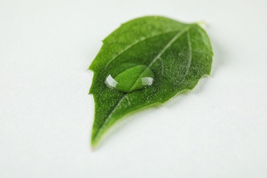 Beautiful green leaf with water drop on white background