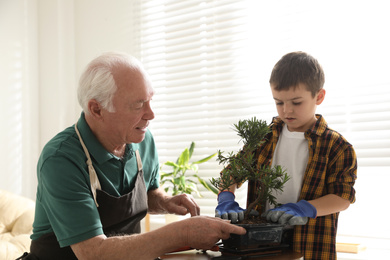 Senior man with little grandson taking care of Japanese bonsai plant indoors. Creating zen atmosphere at home