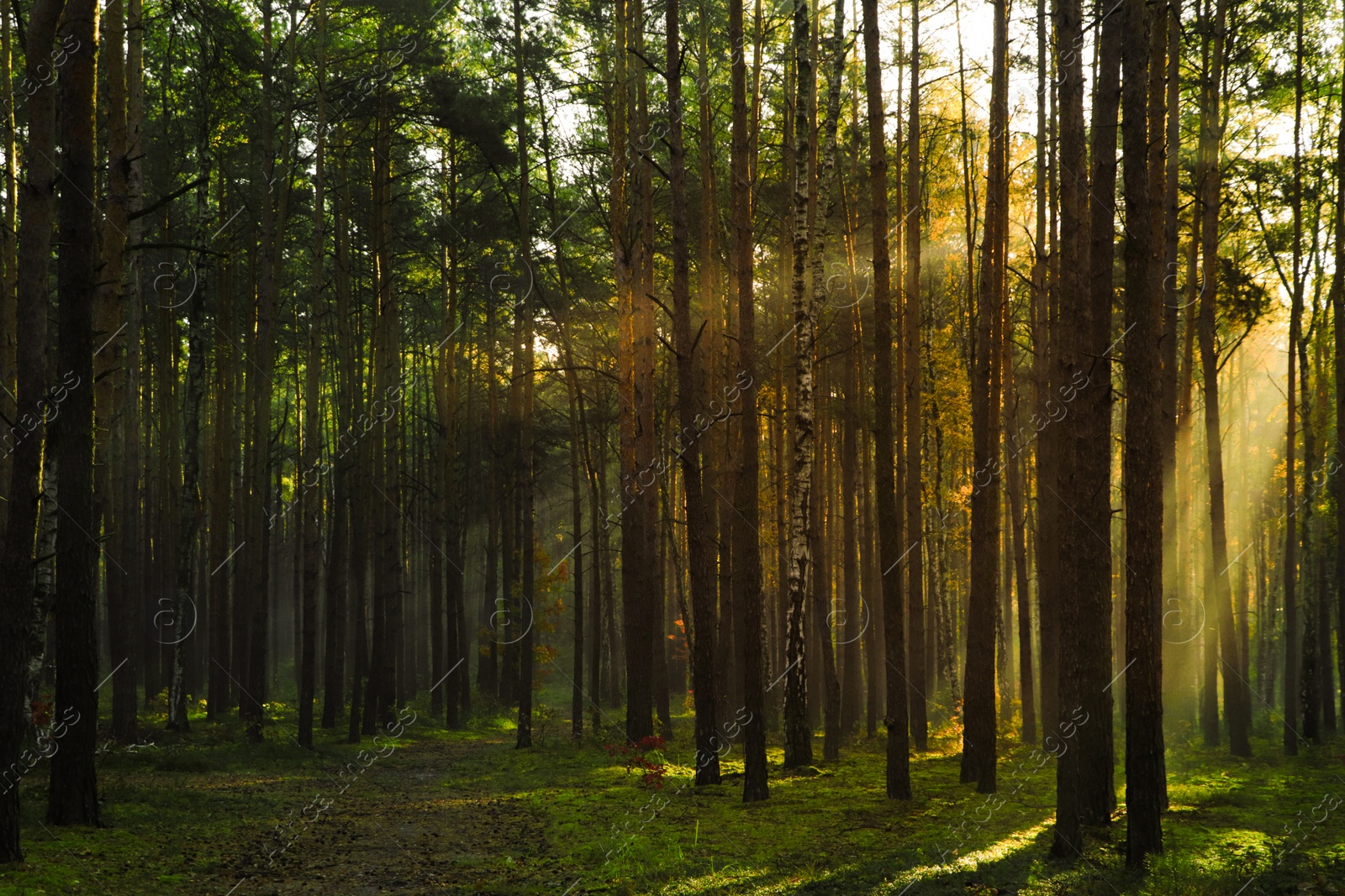 Photo of Majestic view of forest with sunbeams shining through trees in morning