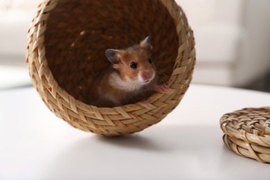 Cute little hamster in wicker bowl on white table indoors