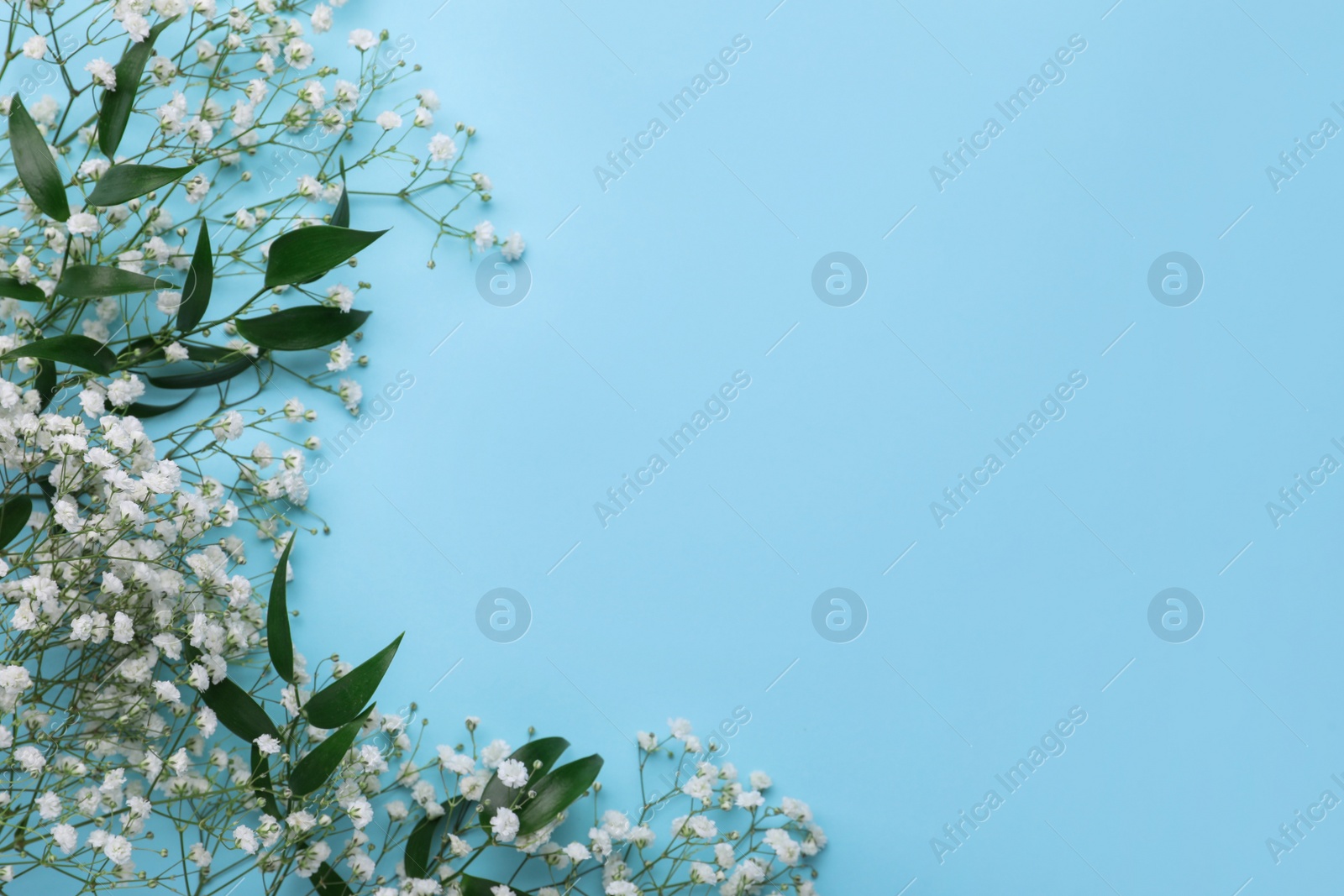 Photo of Beautiful gypsophila flowers and green leaves on light blue background, flat lay. Space for text