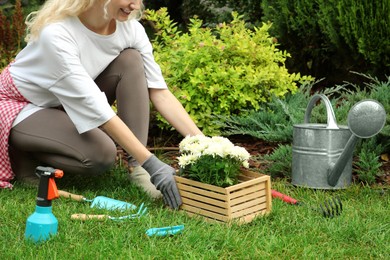 Transplanting. Woman with chrysanthemum flowers and gardening tools on green grass outdoors, closeup