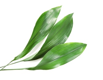 Photo of Beautiful tropical Aspidistra leaves on white background