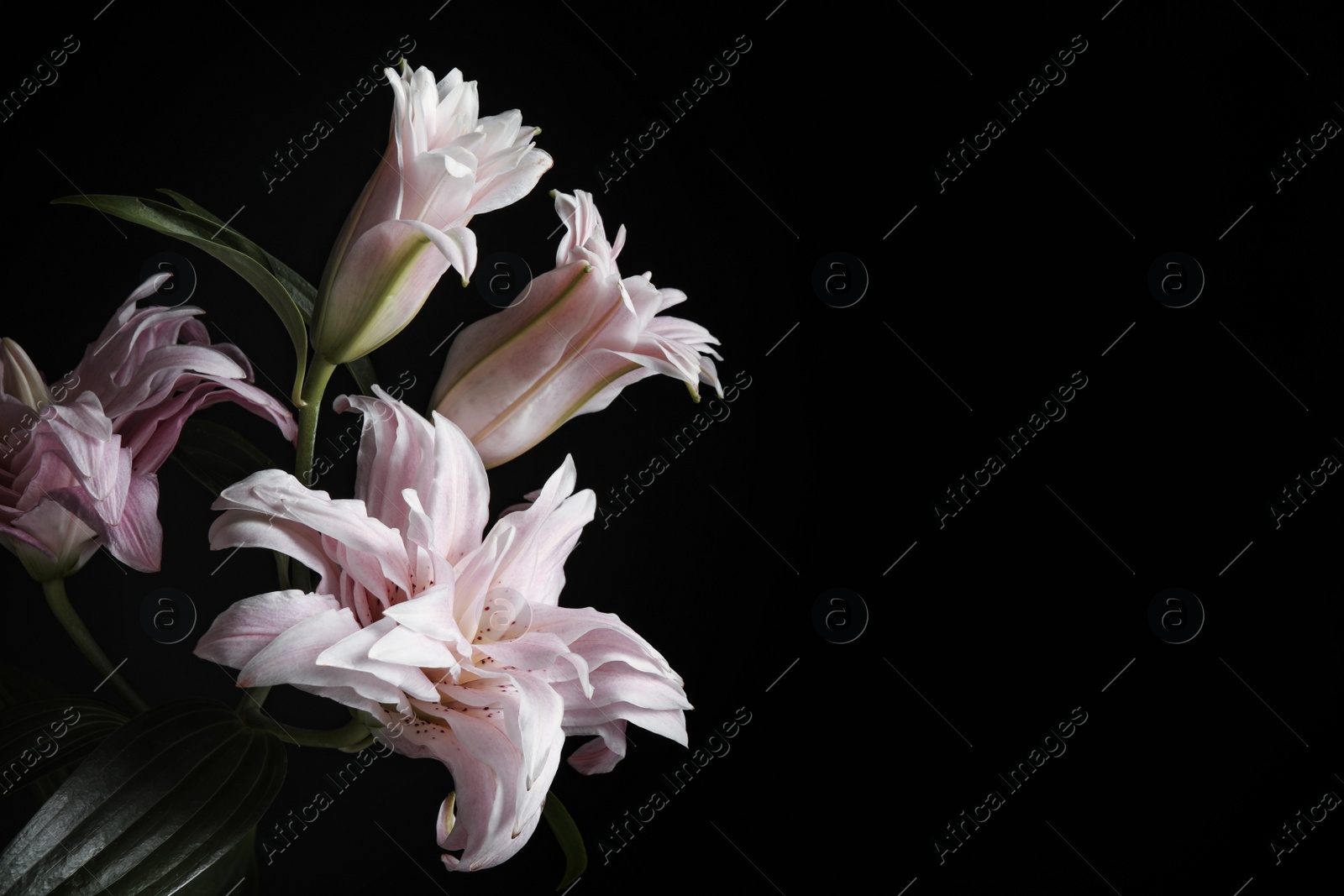 Photo of Beautiful fresh lily flowers on black background, space for text. Floral card design with dark vintage effect