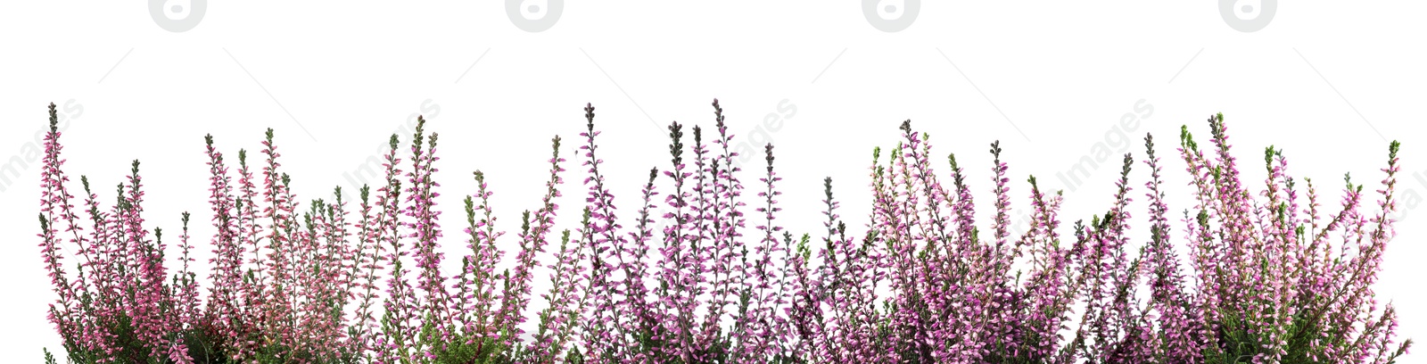 Image of Heather with beautiful flowers on white background. Banner design