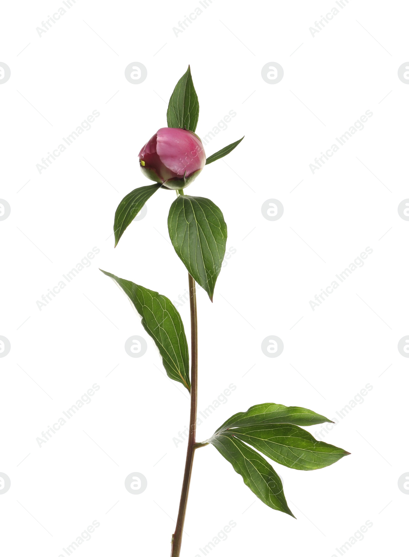 Photo of Bright peony on white background. Beautiful spring flower